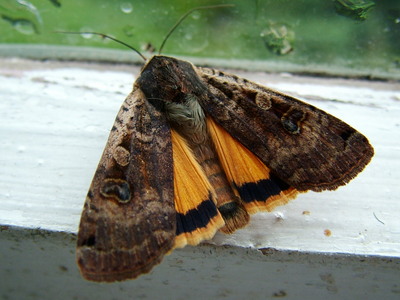 Large Yellow Underwing