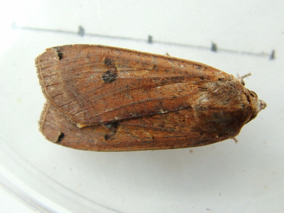 Large Yellow Underwing