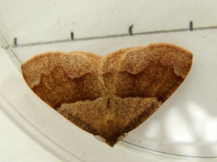 Barred Umber