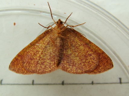 Barred Umber