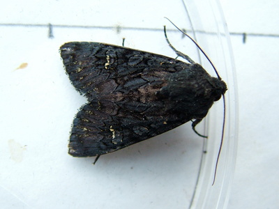 Black Rustic