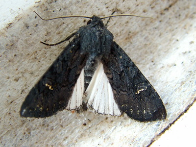 Black Rustic