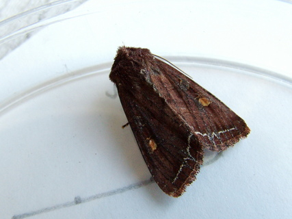 Bright-line Brown-eye