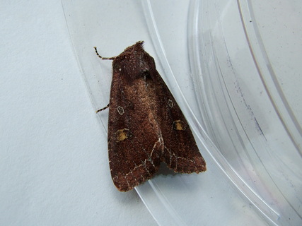 Bright-line Brown-eye