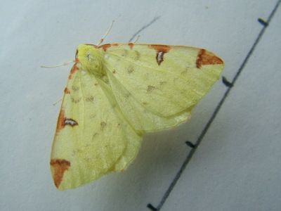 Brimstone Moth