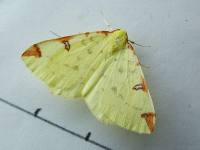 Brimstone Moth