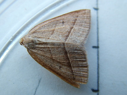 Brown Silver-lines