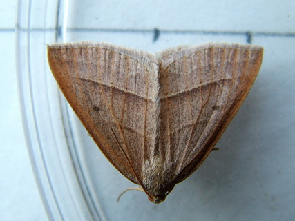 Brown Silver-lines