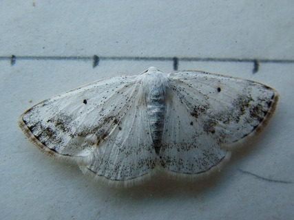Clouded Silver