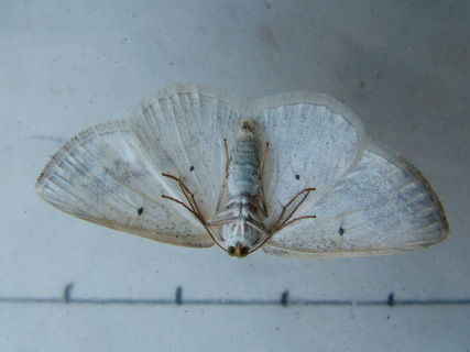 Clouded Silver