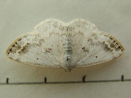 Clouded Silver