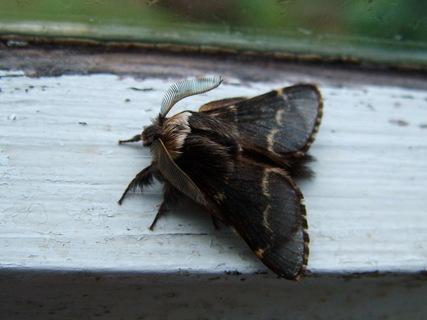 December Moth