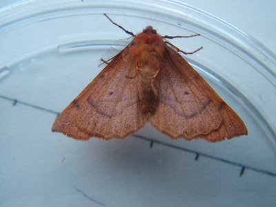 Feathered Thorn