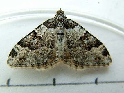 Garden Carpet