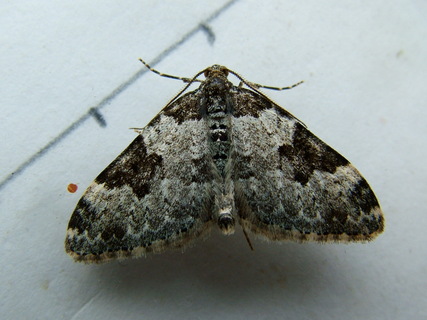 Garden Carpet
