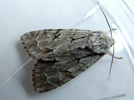 Grey Dagger