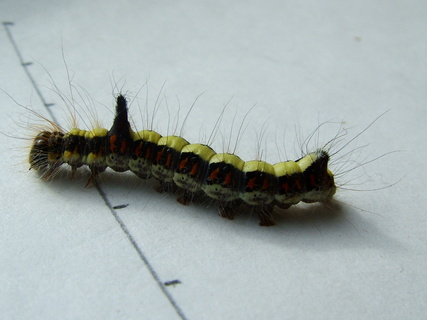 Grey Dagger larva