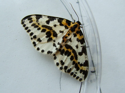 Magpie Moth