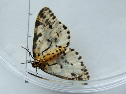 Magpie Moth