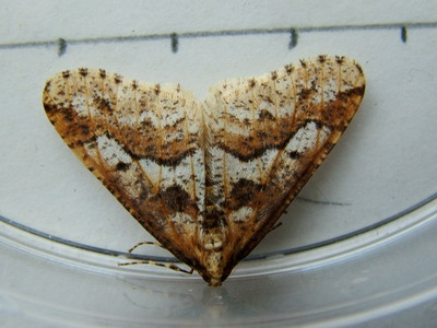 Mottled Umber