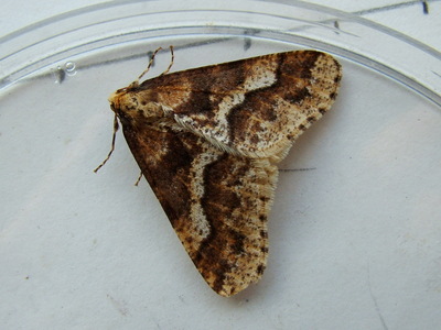 Mottled Umber