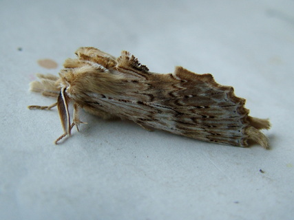 Pale Prominent m