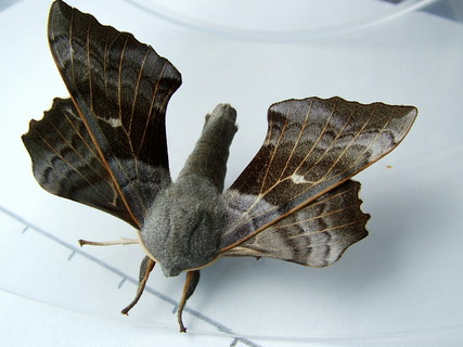 Poplar Hawkmoth