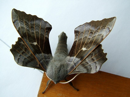 Poplar Hawkmoth