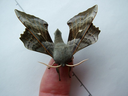 Poplar Hawkmoth