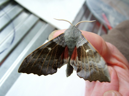 Poplar Hawkmoth