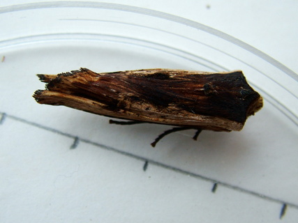 Red Swordgrass
