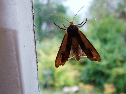 Red Swordgrass