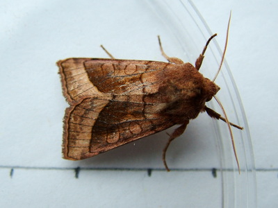 Rosy Rustic