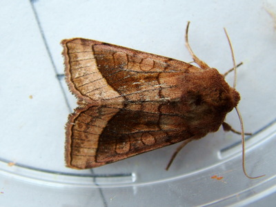 Rosy Rustic