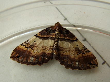 Shoulder Stripe
