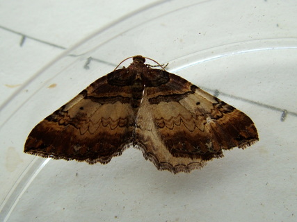 Shoulder Stripe
