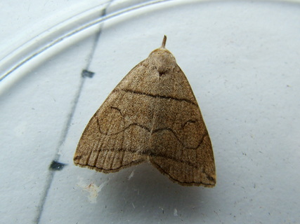 Small Fan-foot