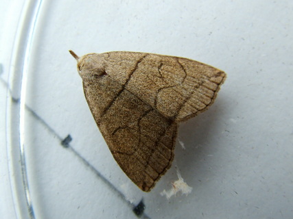 Small Fan-foot