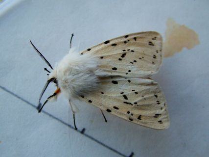 White Ermine