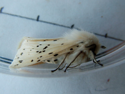 White Ermine